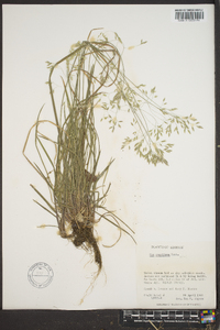 Poa cuspidata image