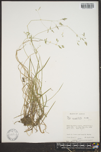 Poa cuspidata image