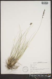 Poa cuspidata image