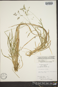 Poa cuspidata image