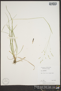 Poa cuspidata image