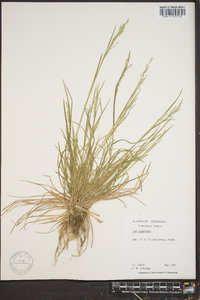 Poa cuspidata image