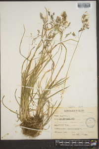 Poa cuspidata image