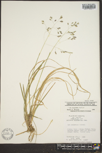 Poa cuspidata image