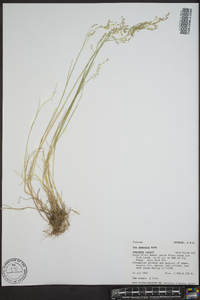 Poa nemoralis subsp. interior image