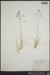 Poa arctica subsp. lanata image