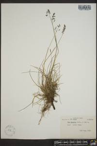 Poa arctica subsp. lanata image