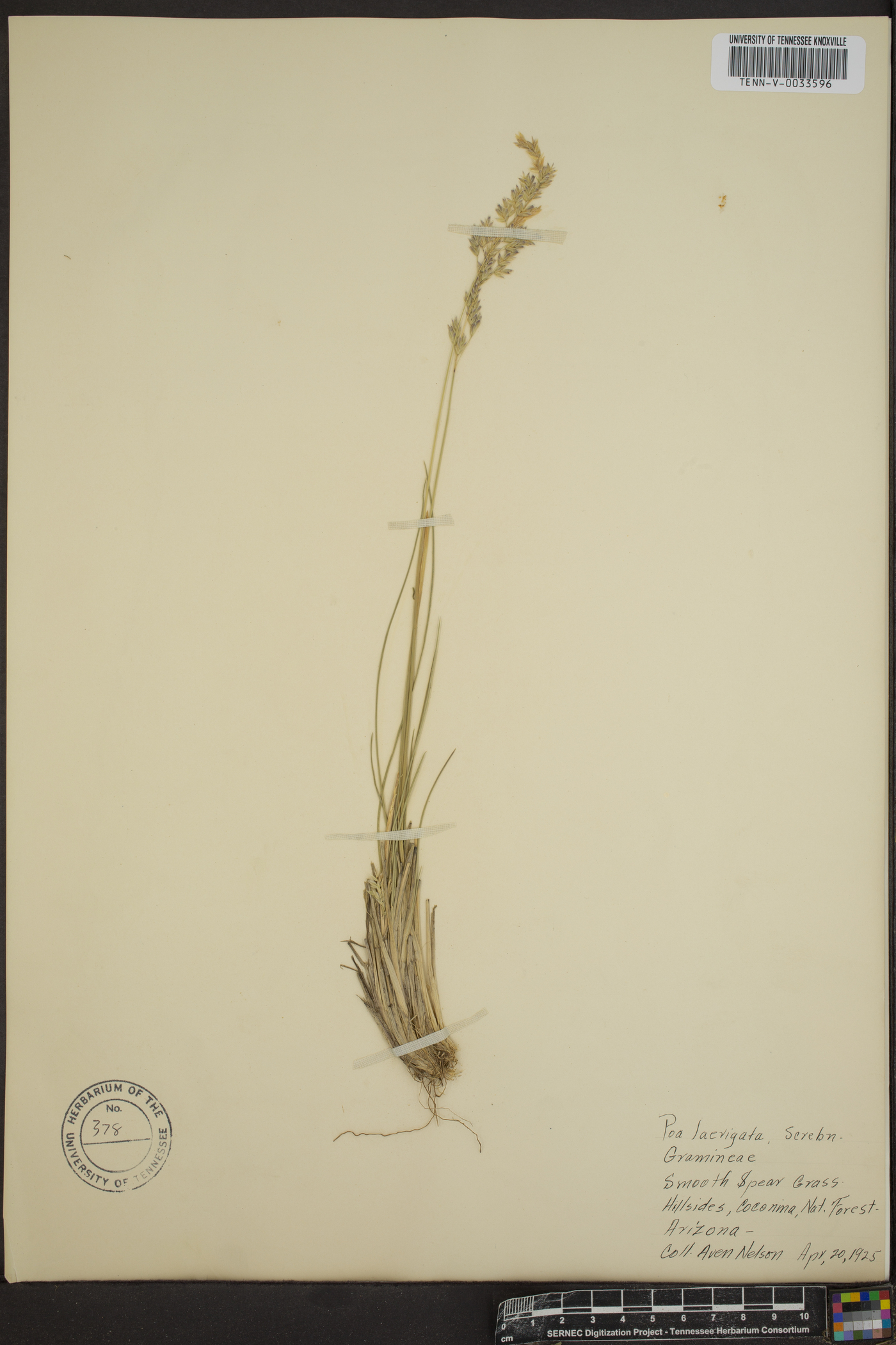 Poa secunda var. secunda image