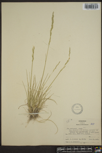 Poa secunda var. nevadensis image