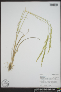 Poa secunda var. nevadensis image