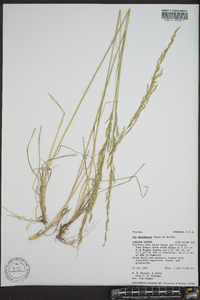 Poa secunda var. nevadensis image