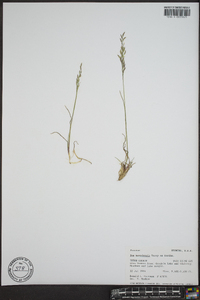 Poa secunda var. nevadensis image