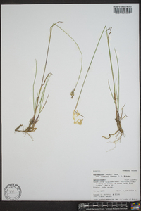 Poa nervosa image