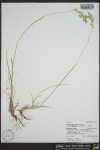 Poa nervosa image