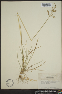 Poa glauca subsp. rupicola image