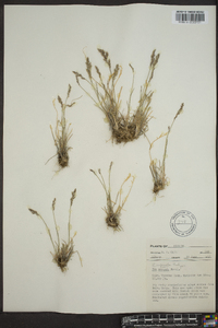 Poa glauca subsp. rupicola image