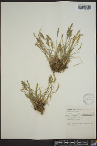 Poa glauca image