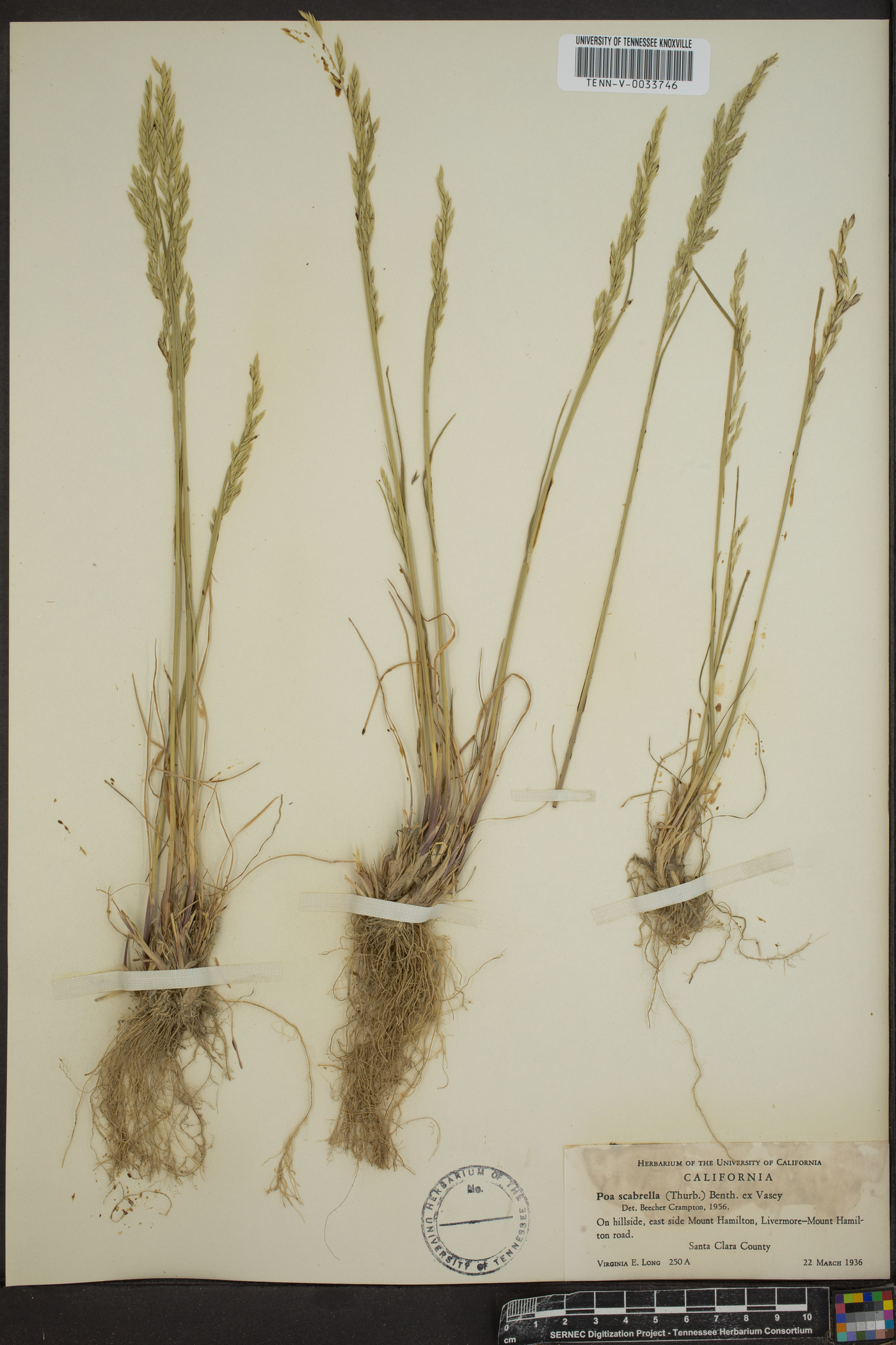 Poa secunda var. scabrella image