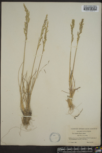 Poa secunda subsp. secunda image