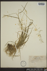 Poa sylvestris image