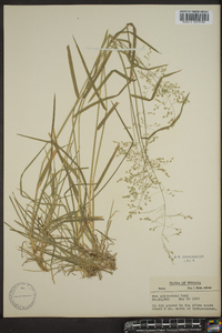 Poa sylvestris image