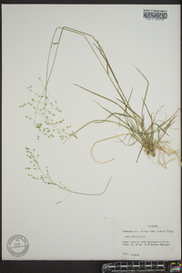 Poa trivialis image