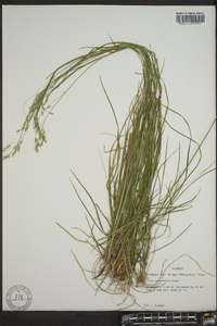 Poa sylvestris image