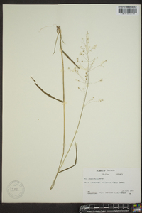 Poa sylvestris image