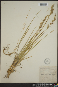 Leucopoa kingii image