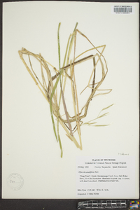 Glyceria acutiflora image