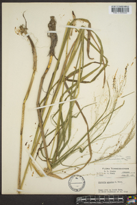 Glyceria canadensis image