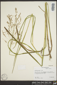 Glyceria canadensis image