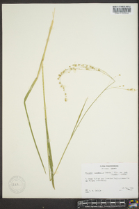 Glyceria canadensis image