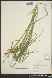 Glyceria melicaria image