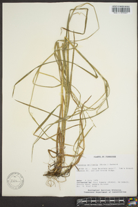 Glyceria melicaria image