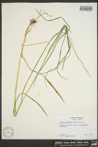 Glyceria melicaria image