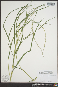 Glyceria melicaria image