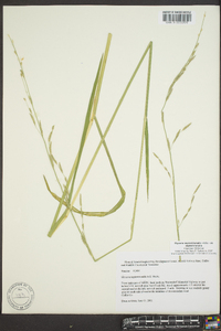 Glyceria septentrionalis image