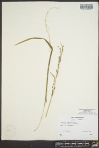 Glyceria septentrionalis image