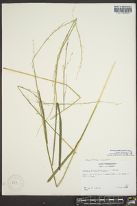 Glyceria septentrionalis image