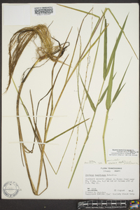 Glyceria septentrionalis image