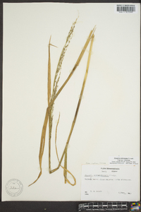 Glyceria septentrionalis image