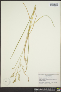 Glyceria canadensis image