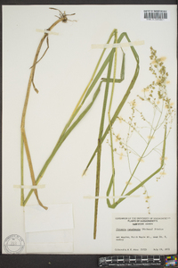 Glyceria canadensis image