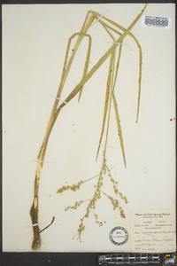 Glyceria canadensis image