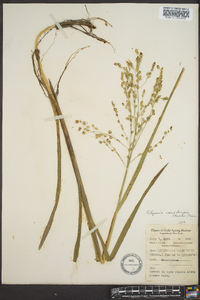 Glyceria canadensis image