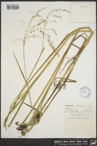 Glyceria canadensis image