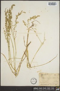 Glyceria canadensis image