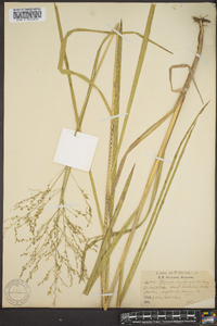 Glyceria canadensis image