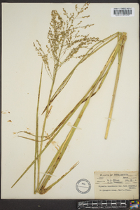 Glyceria canadensis image